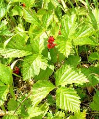 Attēlu rezultāti vaicājumam “Rubus saxatilis”