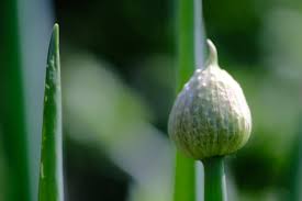 Attēlu rezultāti vaicājumam “Allium cepa bud”