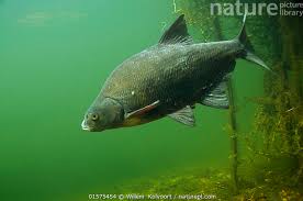 Image result for Abramis brama