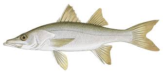 Image result for Menticirrhus saxatilis