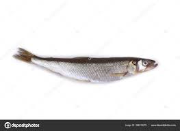 Image result for Osmerus mordax