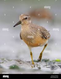 Attēlu rezultāti vaicājumam “Calidris canutus”