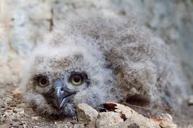 Attēlu rezultāti vaicājumam “Bubo bubo”