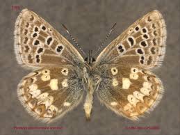 Attēlu rezultāti vaicājumam “Plebejus idas male”