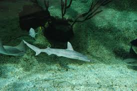 Image result for Sphyrna tiburo