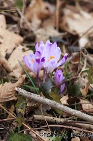 Attēlu rezultāti vaicājumam “Crocus vernus subsp. vernus”