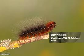 Attēlu rezultāti vaicājumam “Arctia caja larva”