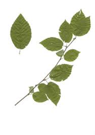 Attēlu rezultāti vaicājumam “Betula alleghaniensis”