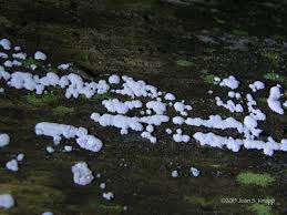 Attēlu rezultāti vaicājumam “Ceratiomyxa fruticulosa plasmodium”