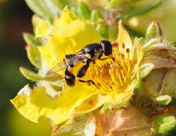 Attēlu rezultāti vaicājumam “Arctophila superbiens”