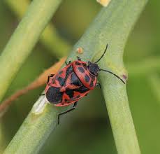 Attēlu rezultāti vaicājumam “Eurydema dominulus”