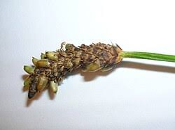 Attēlu rezultāti vaicājumam “Plantago lanceolata fruit”