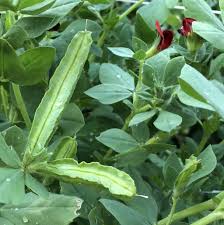 Image result for Lotus tetragonolobus