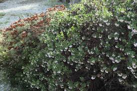 Attēlu rezultāti vaicājumam “Festuca altissima flower”