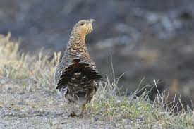 Attēlu rezultāti vaicājumam “Tetrao urogallus female”