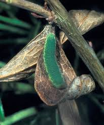 Attēlu rezultāti vaicājumam “Colias palaeno upperside”