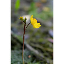 Attēlu rezultāti vaicājumam “Utricularia x neglecta bud”