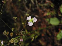 Attēlu rezultāti vaicājumam “Alisma plantago-aquatica flower”