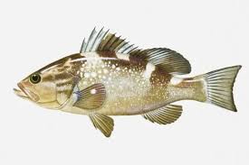 Image result for Epinephelus morio