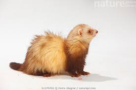 Attēlu rezultāti vaicājumam “Mustela putorius”