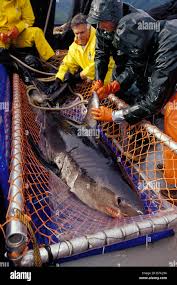 Image result for Lamna ditropis