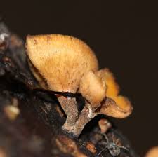 Attēlu rezultāti vaicājumam “Rutstroemia firma”