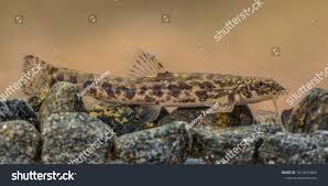 Attēlu rezultāti vaicājumam “Barbatula barbatula”