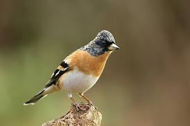 Attēlu rezultāti vaicājumam “Fringilla montifringilla male”