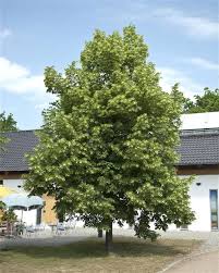 Attēlu rezultāti vaicājumam “Tilia platyphyllos subsp. cordifolia”