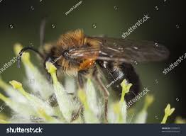 Attēlu rezultāti vaicājumam “Meloe sp. larva”