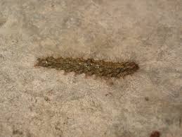 Attēlu rezultāti vaicājumam “Atolmis rubricollis”