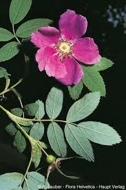 Attēlu rezultāti vaicājumam “Rosa majalis”