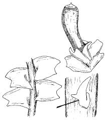 Attēlu rezultāti vaicājumam “Lophozia ascendens”