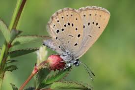 Attēlu rezultāti vaicājumam “Maculinea teleius underside”