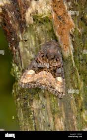 Attēlu rezultāti vaicājumam “Euplexia lucipara”
