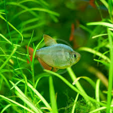 Attēlu rezultāti vaicājumam “Bilimbia tetramera”