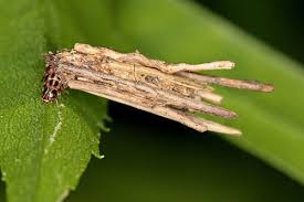 Attēlu rezultāti vaicājumam “Psychidae”