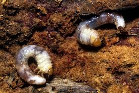 Attēlu rezultāti vaicājumam “Sinodendron cylindricum”