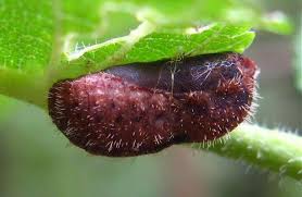 Attēlu rezultāti vaicājumam “Satyrium w-album underside”