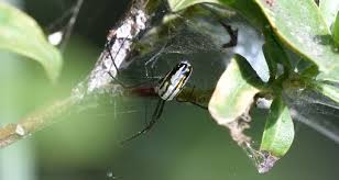 Attēlu rezultāti vaicājumam “Tetragnathidae”