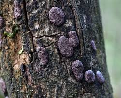 Attēlu rezultāti vaicājumam “Hypoxylon vogesiacum”