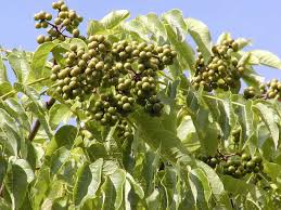 Attēlu rezultāti vaicājumam “Phellodendron amurense”