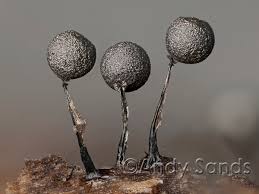 Attēlu rezultāti vaicājumam “Physarum leucophaeum spores”