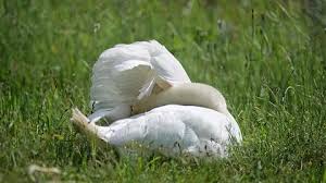 Attēlu rezultāti vaicājumam “Cygnus olor adult”