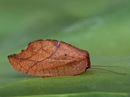 Attēlu rezultāti vaicājumam “Drepanepteryx phalaenoides”