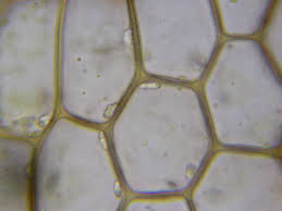 Attēlu rezultāti vaicājumam “Calypogeia fissa”