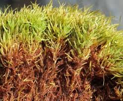 Attēlu rezultāti vaicājumam “Tortella inclinata”