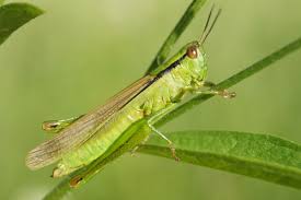 Attēlu rezultāti vaicājumam “Stethophyma grossum”