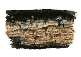 Attēlu rezultāti vaicājumam “Antrodia sinuosa”