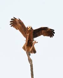 Attēlu rezultāti vaicājumam “Circus aeruginosus”